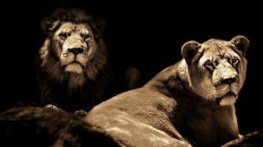 Leading Like An Alpha https://www.udemy.com/leading-like-an-alpha/?couponCode= discount course udemy free coupon